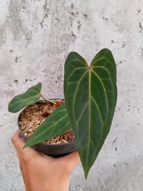 Baseae Aff — Anthuriums for sale on Inflos