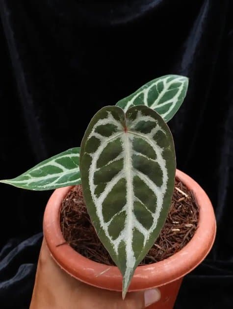 Rc x Zarra Michelle — Anthuriums for sale on Inflos