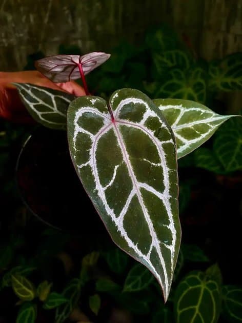 Anthurium Red Tiger x Doc Block — Anthuriums for sale on Inflos