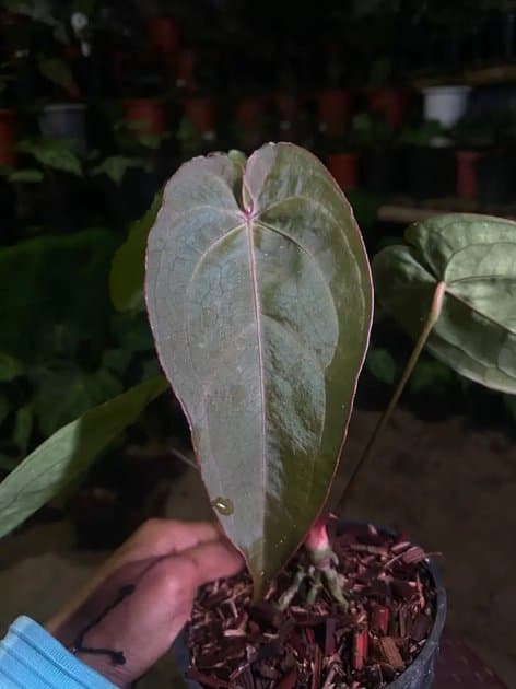 AOS Tezula Hybrid — Anthuriums for sale on Inflos