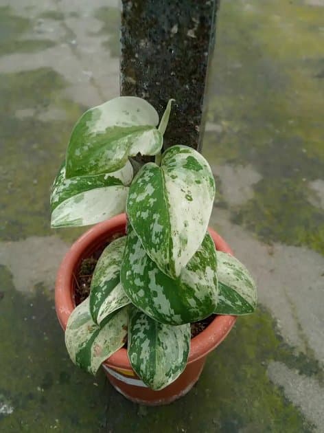 Argyrius Mutiara — Others for sale on Inflos