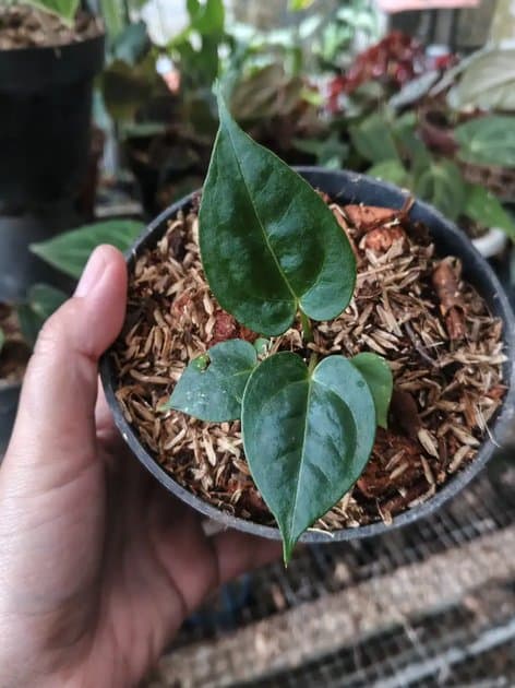 Papillaminum Hybrid — Anthuriums for sale on Inflos