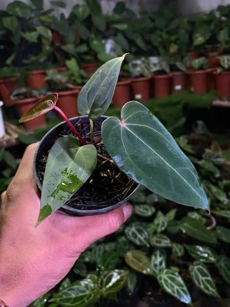 Red Petiole x Dark Form — Anthuriums for sale on Inflos