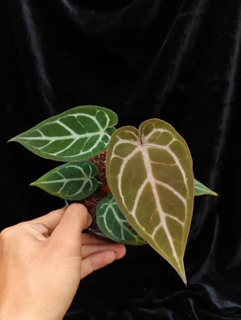 Rc x Zarra Michelle — Anthuriums for sale on Inflos