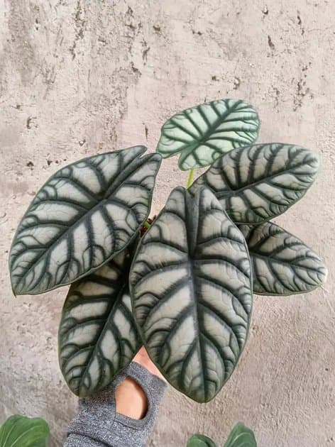 Baginda Silver Dragon — Alocasias for sale on Inflos