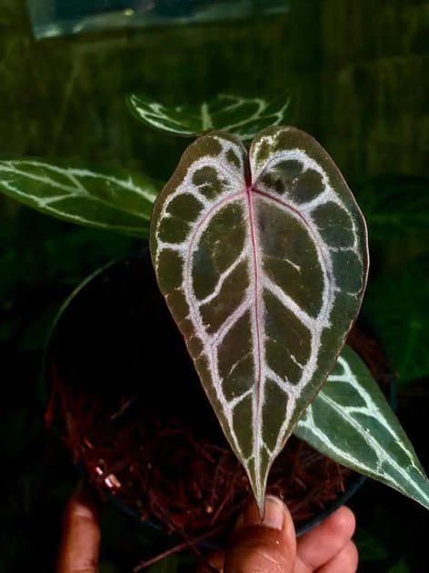 Red Tiger x Doc Block — Anthuriums for sale on Inflos