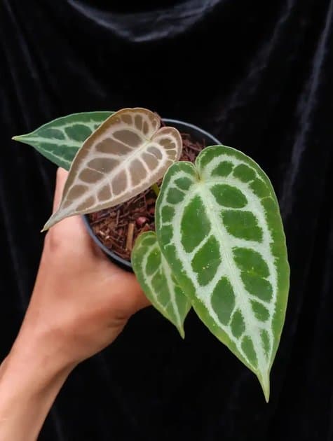 Anthurium Tortoise — Anthuriums for sale on Inflos