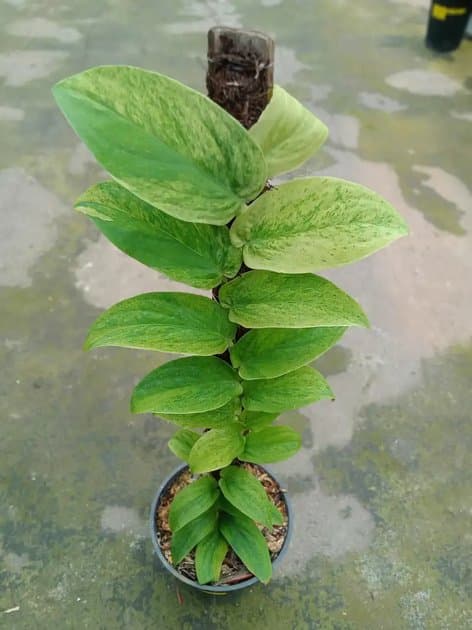 Rh Tenuis Lemon Lime — Others for sale on Inflos
