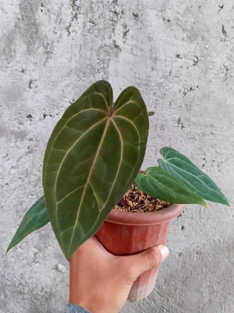 Anthurium Sp .(Velvet Dark Form) — Anthuriums for sale on Inflos