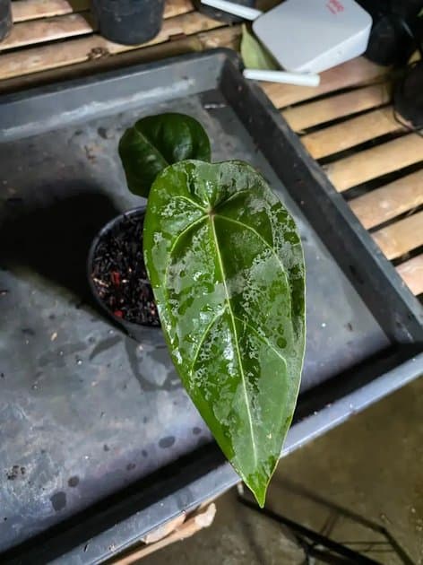 Forgetii White Strip/cirinoi — Anthuriums for sale on Inflos