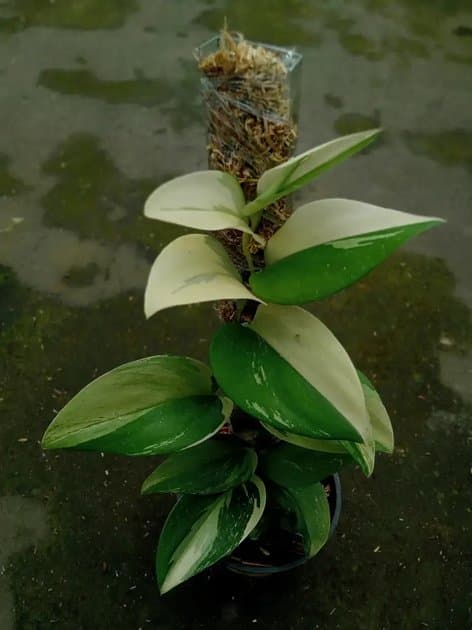SC.moonlight Albo — Others for sale on Inflos