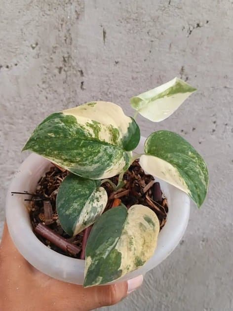 SC Jade Satin Albo — Others for sale on Inflos