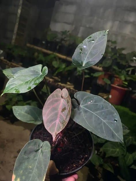 AOS x Red Crystalinum (grey Hulk) — Anthuriums for sale on Inflos