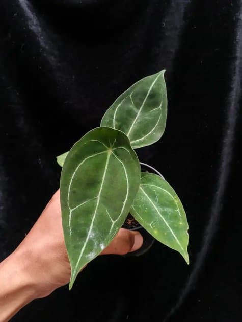 Forgetii White Stripe — Anthuriums for sale on Inflos