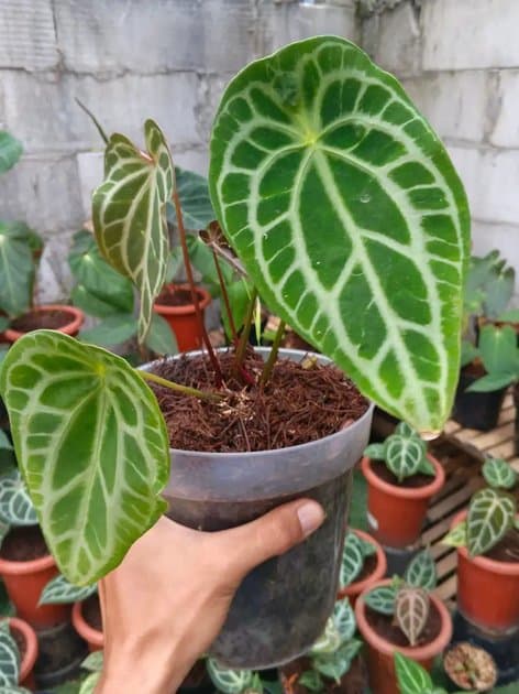 Anthurium Silver Tiger x Forgetii — Anthuriums for sale on Inflos
