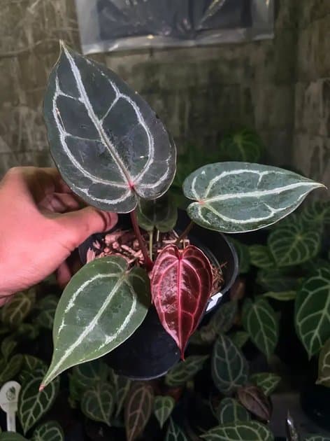 Black Crystalinum x Red Crystalinum — Anthuriums for sale on Inflos