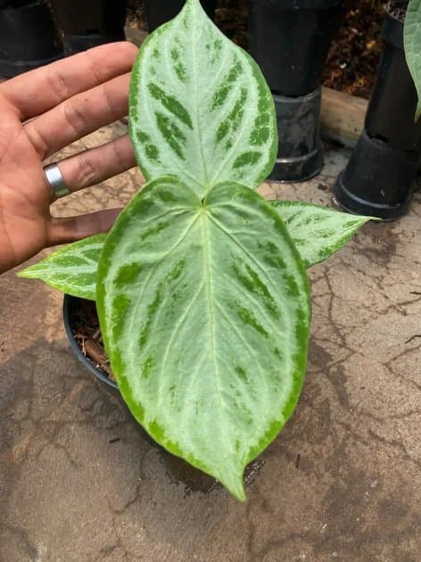 Silver Chrome — Anthuriums for sale on Inflos