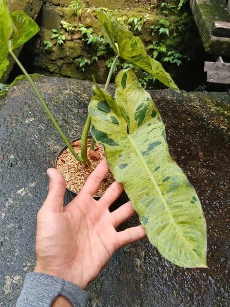 Paraiso Verde — Philodendrons for sale on Inflos