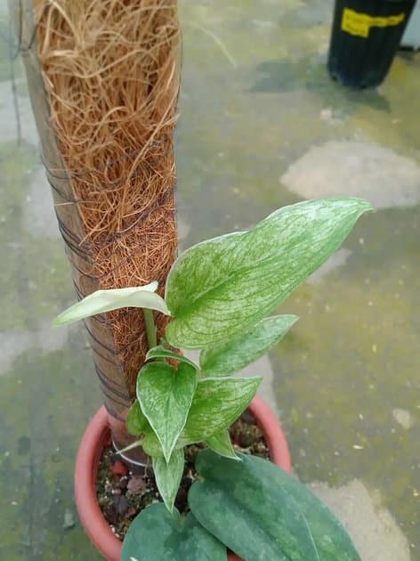 Scindapsus Phyton Mutasi — Others for sale on Inflos