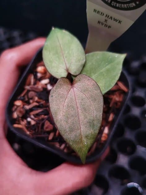 Red Hawk x RVDP — Anthuriums for sale on Inflos