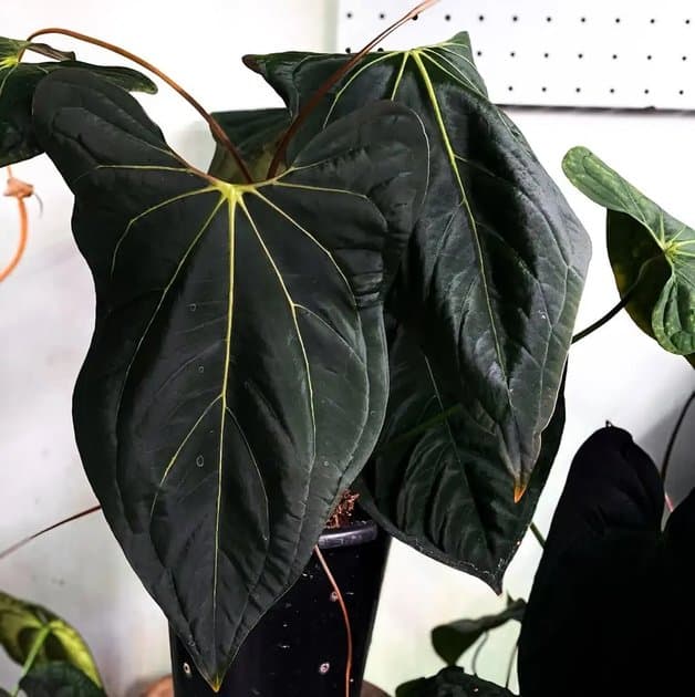 Juggernaut — Anthuriums for sale on Inflos