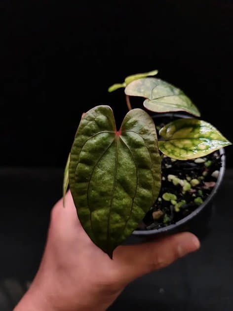 RVDP x Self | Mint Var — Anthuriums for sale on Inflos