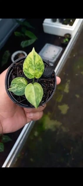 Clarinervium x Red Of Java — Anthuriums for sale on Inflos
