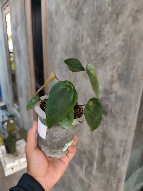 Viridis Rex — Anthuriums for sale on Inflos