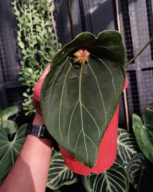 Red Spider — Anthuriums for sale on Inflos