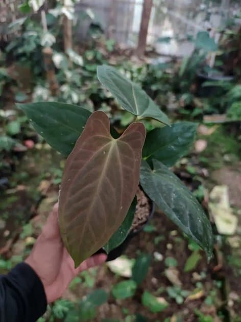 FS x DP — Anthuriums for sale on Inflos