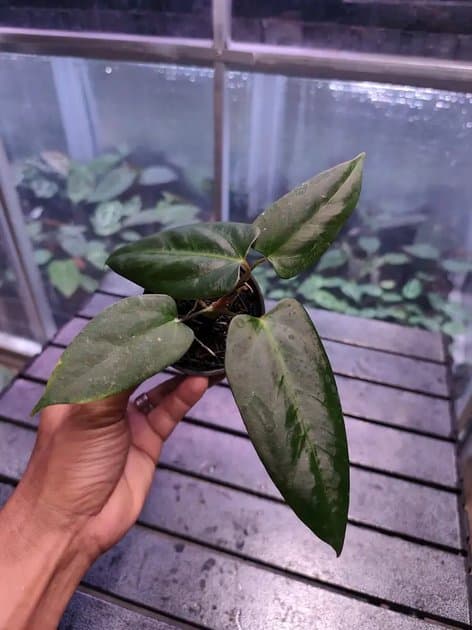 Goliath Porti x Dressleri Rio Guance — Anthuriums for sale on Inflos