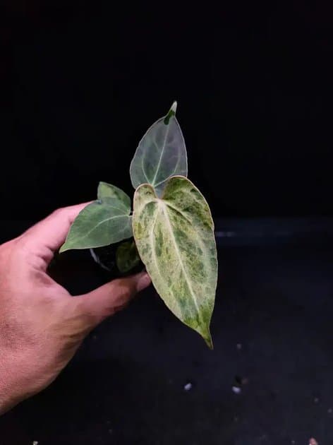 X1 Mint x Black Venom — Anthuriums for sale on Inflos