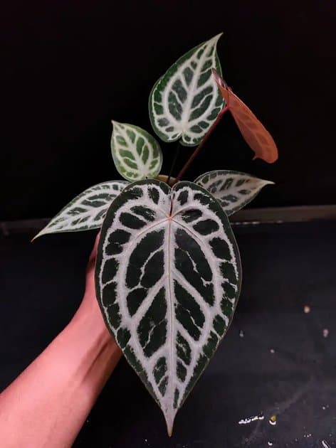 Silver Butterfly x Michelle — Anthuriums for sale on Inflos