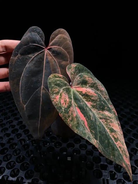 Red Magni x Exceed — Anthuriums for sale on Inflos