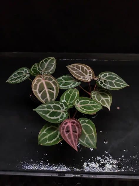 Purple Mystic x Michelle — Anthuriums for sale on Inflos