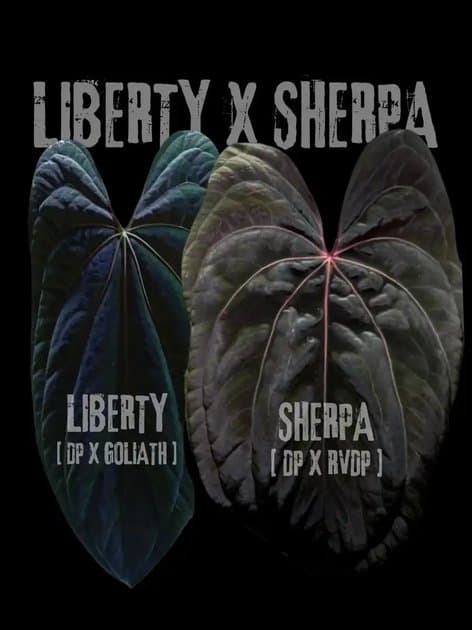 Liberty x Sherpa — Anthuriums for sale on Inflos