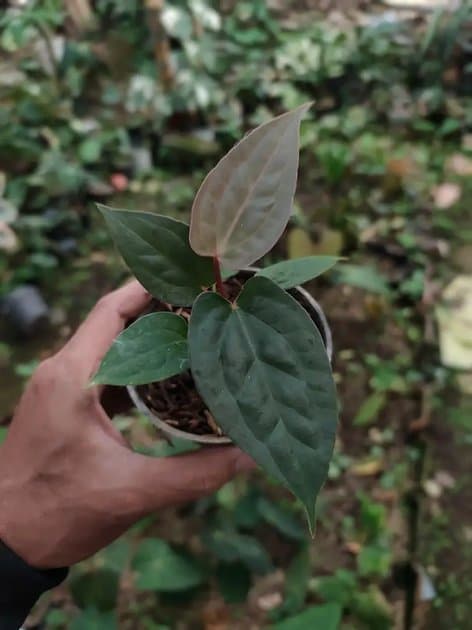 Red Spider x Luxurians — Anthuriums for sale on Inflos