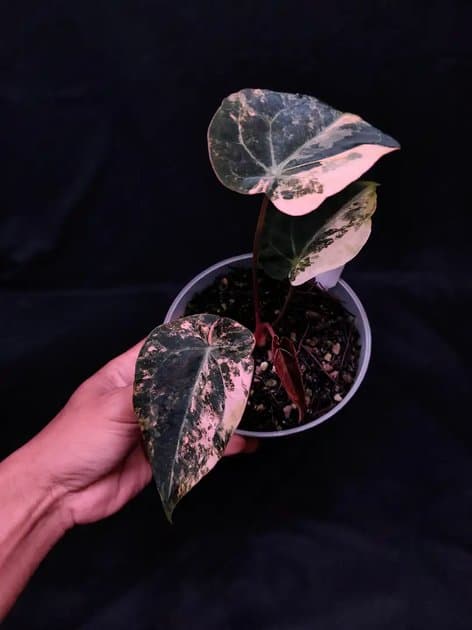 Strawberry Shake — Anthuriums for sale on Inflos