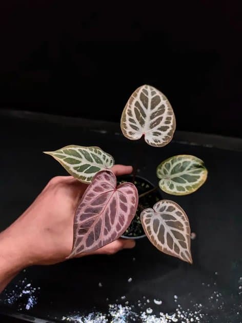 Purple Mystic — Anthuriums for sale on Inflos
