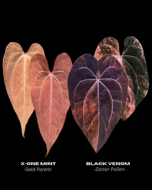 X-One Mint x Black Venom — Anthuriums for sale on Inflos