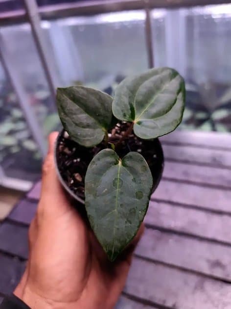 Blue Pap x RVDP — Anthuriums for sale on Inflos