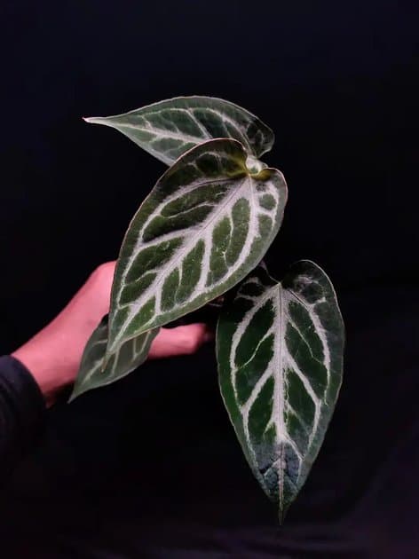 Copper (Silver Butterfly x Muchlis Pap) — Anthuriums for sale on Inflos