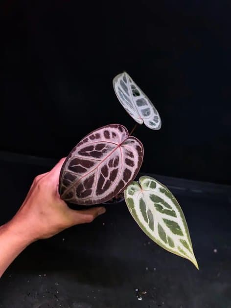 Silver Butterfly x Michelle — Anthuriums for sale on Inflos