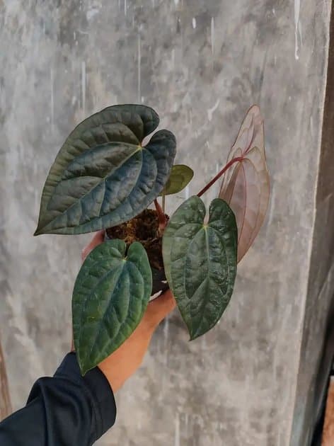 Goliath x Luxurians — Anthuriums for sale on Inflos