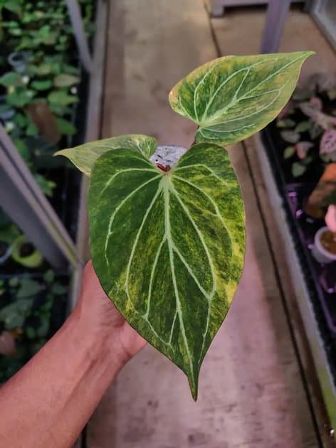 KOS Butterfly Variegata — Anthuriums for sale on Inflos