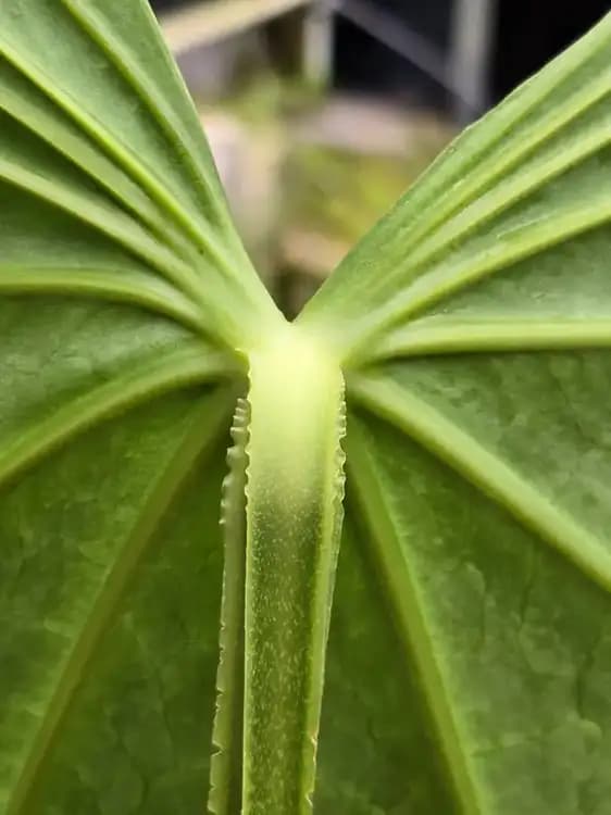 FTG Crystallinum — Anthuriums for sale on Inflos