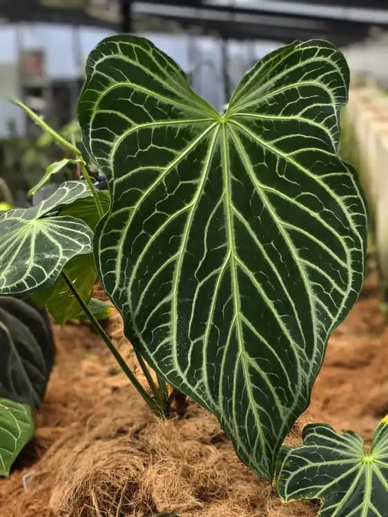 FTG Crystallinum — Anthuriums for sale on Inflos