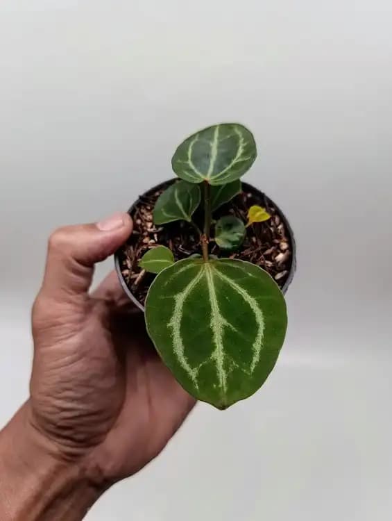 FTG Crystallinum — Anthuriums for sale on Inflos