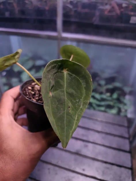 Velvet Mask Red Dot — Anthuriums for sale on Inflos