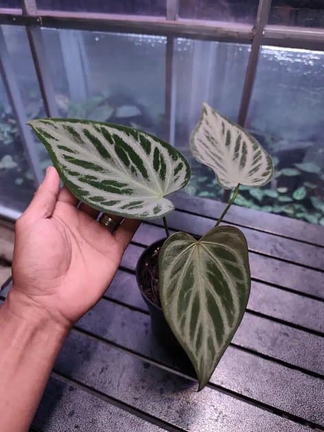 Silver Butterfly — Anthuriums for sale on Inflos